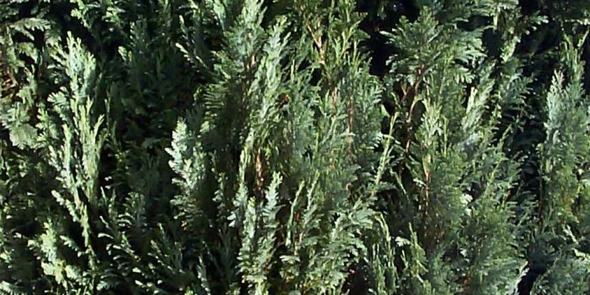 Meet the People Behind the Play