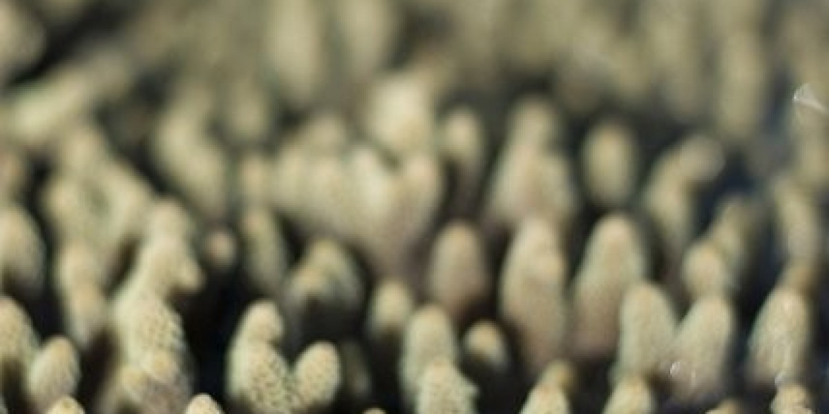 Former Crown gaming executive Sean Knights joins NUSTAR as COO IAG