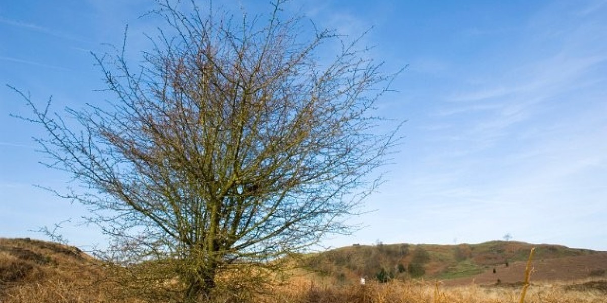 Play Slots, Live Games & Win Big Online