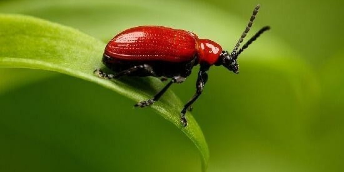 According to The Köppen Climate Classification